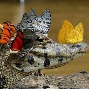 Meet your Posher, Alice